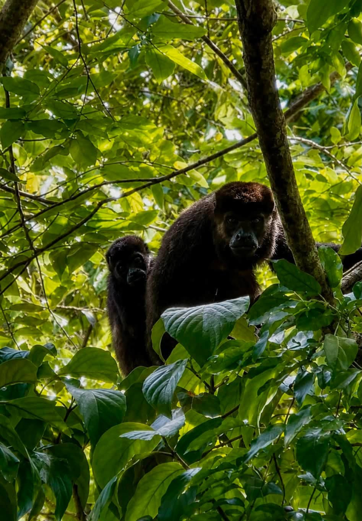 Two monkeys resting in the tropical forest canopy near Cala Azul